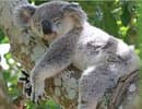 Au Koala Zen