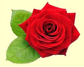 La Rose Rouge