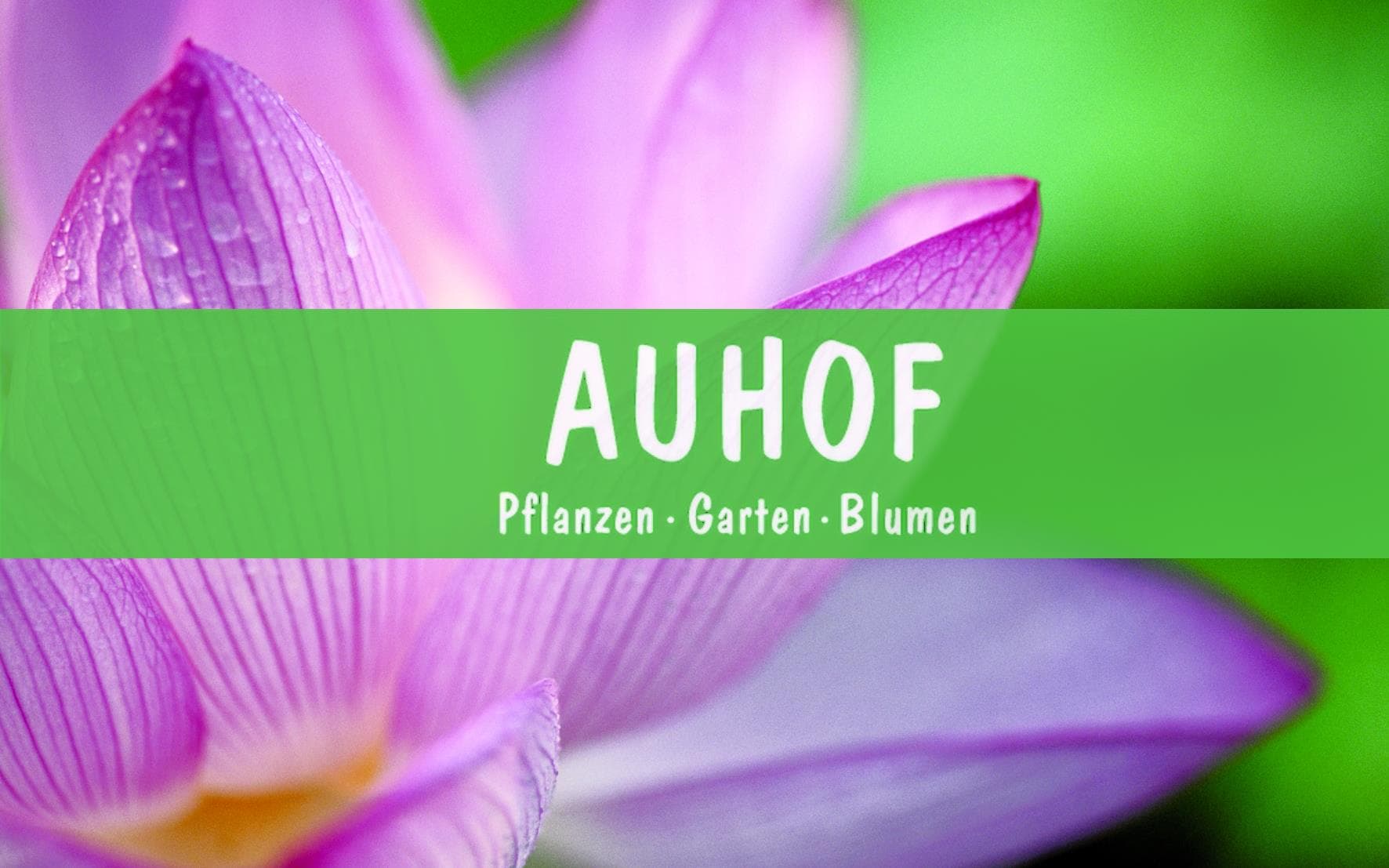 AUHOF Real Toni