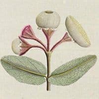 L'artisan fleuriste