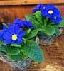 Blumen Flückiger