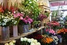 Histoire de Fleurs