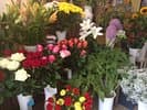 Agra-Fleurs