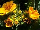 Bärtschi Blumen Pflanzen Floristik
