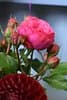 Blumen Carol