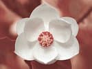 Blumen & Dekor magnolia GmbH