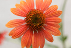 Blumen Dülli