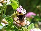 Blumen Strub