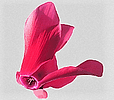 Blumenatelier Moni Koster