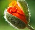 Carole Fleurs