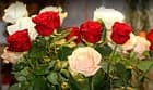 Fiore d'Amore