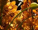 Grossenbacher Martin Blumen