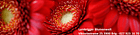 Lambrigger Blumenwelt